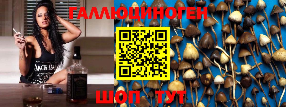 Псилоцибиновые грибы Psilocybe  Вход с VPN  Тверь 